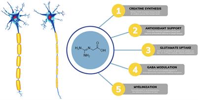 Guanidinoacetic Acid as a Nutritional Adjuvant to Multiple Sclerosis Therapy